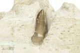 Mosasaur Jaw Section with Three Teeth - Morocco #220667-4